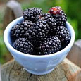 Ежевика Полар