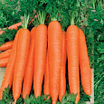 Морковь Осенний король