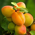 Абрикос обыкновенный Орловчанин