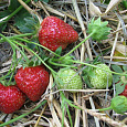 Земляника садовая Эльвира Земляника садовая Эльвира