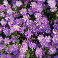 Астра кустарниковая Blue Laguna