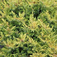 Можжевельник прибрежный All gold