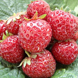 Земляника садовая Зенкора Земляника садовая Зенкора