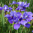 Ирис сибирский Silver Edge Ирис сибирский Silver Edge
