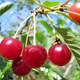 Вишня обыкновенная Молодежная