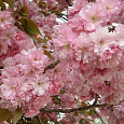 Вишня мелкопильчатая Kanzan Вишня мелкопильчатая Kanzan