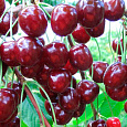 Вишня обыкновенная Подарок Учителям