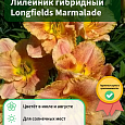 Лилейник гибридный Longfields Marmalade