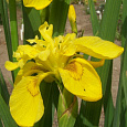 Ирис болотный Flore Plena