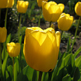 Тюльпан Йеллоу Кинг Тюльпан Йеллоу Кинг