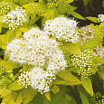 Спирея японская Вайт Голд
