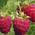 Малина ремонтантная Дочь Геракла