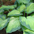Хоста гибридная Georg Smith