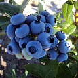 Голубика высокорослая Дук