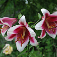 Лилия От-гибрид Фризо