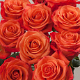Роза Чайно-гибридная Orange crush Роза Чайно-гибридная Orange crush