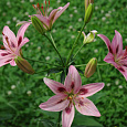 Лилия азиатская Леди Элайн