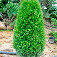 Туя западная Green Egg