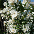 Жасмин садовый Мон Блан