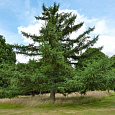 Лиственница marschlinsii 