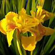Ирис болотный Вариегата