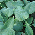 Хоста гибридная Хедспен Блу