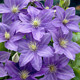 Клематис крупноцветковый Лаура