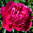 Пион травянистый Виктуар де ла Марн