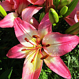 Лилия азиатская Лоллипоп
