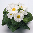 Примула высокая Пиано Вайт