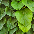 Аристолохия (Кирказон) крупнолистная