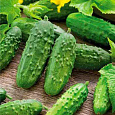 Огурец  Закусочный F1