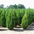 Можжевельник китайский Спартан