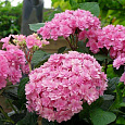 Гортензия крупнолистовая Романс Пинк