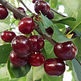 Вишня обыкновенная Шпанка Брянская Вишня обыкновенная Шпанка Брянская