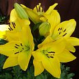 Лилия ЛА-гибрид Голден Тайкун Лилия ЛА-гибрид Голден Тайкун
