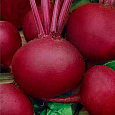 Свёкла столовая Бордо 237